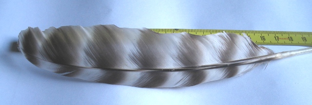 Altra penna